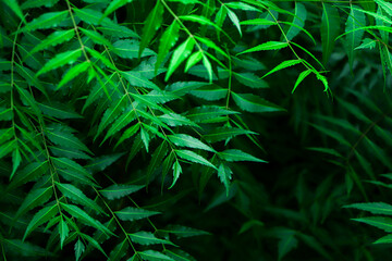 New top leaf of neem tree , herbal tree, medicine tree, indian lilac, neem tree