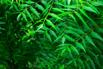 New top leaf of neem tree , herbal tree, medicine tree, indian lilac, neem tree