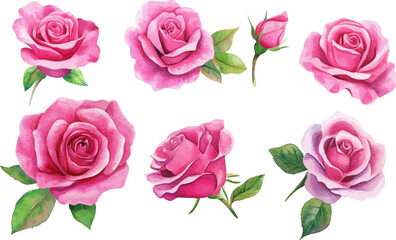 watercolor set of hot pink roses flowers