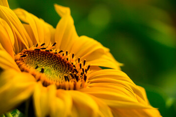Closeup of sunflower blooming in sunflower field