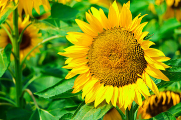 Sunflower blooming in the field