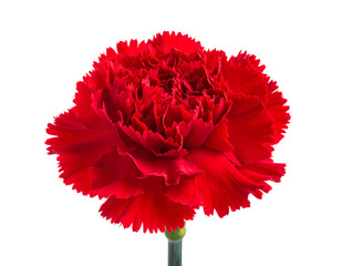 Vivid, full-bloom red carnation, ruffled petals, green stem against black backdrop