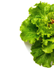 Fresh, vibrant green lettuce leaves on a white plate