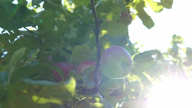 Ripe organic apples are hanging on the apple tree. The concept of harvesting and farming