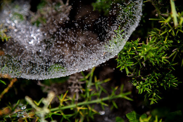 spider web green grass in the forest