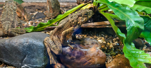 A River Toad, scientifically known as Phrynoidis asper, also referred to as the Giant River Toad. 