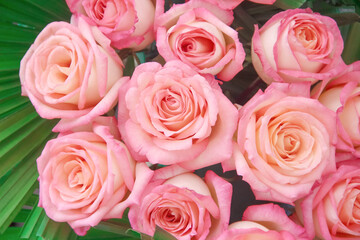 Closeup light pink rose blossom blooming background