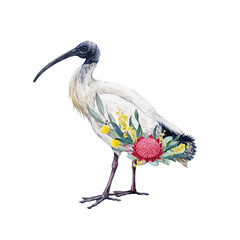 Australian white ibis with floral decor watercolor vintage style illustration. Australian wildlife iconic white ibis bird with Australia wildflowers native flora decoration on white background