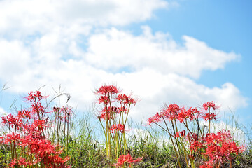 河川敷の彼岸花