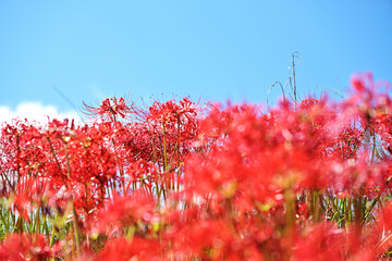 青空とヒガンバナ