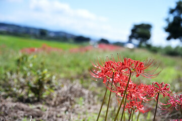 畦道に咲く可愛い彼岸花