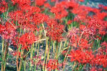 真っ赤な彼岸花とアゲハ蝶