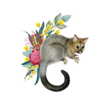 Brushtail possum with floral decor hand drawn watercolor vintage style illustration. Possum Australian endemic marsupial mammal with Australia wildflowers native flora decoration on white background