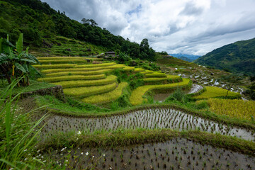 Landscape with green and yellow rice terraced fields and cloudy sky near Ha Giang Loop in northern Vietnam