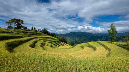 Landscape with green and yellow rice terraced fields and cloudy sky near Ha Giang Loop in northern Vietnam