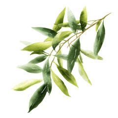 Delicate olive branch painted in watercolor style with vibrant green leaves. Isolated.