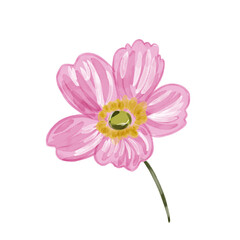 pink gerber daisy