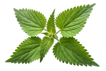 Close up of vibrant green nettle leaves against a black background plant herb