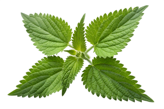 Close up of vibrant green nettle leaves against a black background plant herb
