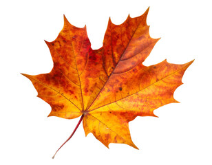 Obraz premium A vibrant maple leaf in autumnal hues against a black background