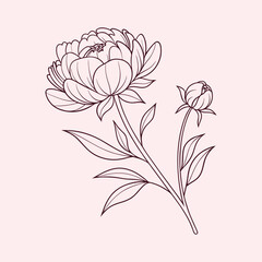 Peony flower outline layered petals line art minimal stroke drawing simple and elegant design.