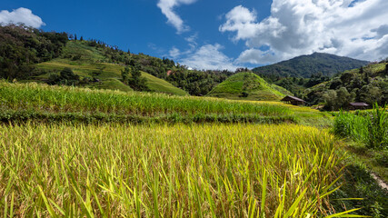 Obraz premium Landscape with green and yellow rice terraced fields and cloudy sky near Ha Giang Loop in northern Vietnam