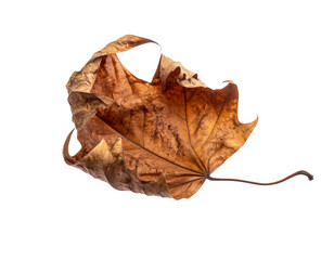 Single Brown Dried Leaf Floating Mid-Air, Angled Side View, Isolated on White 