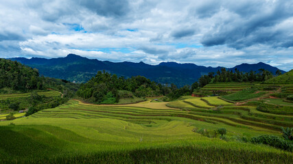 Landscape with green and yellow rice terraced fields and cloudy sky near Ha Giang Loop in northern Vietnam