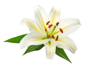 Obraz premium Single, pristine white lily, close-up, isolated