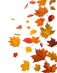 Fototapeta premium Autumn leaves swirling downward against a black background