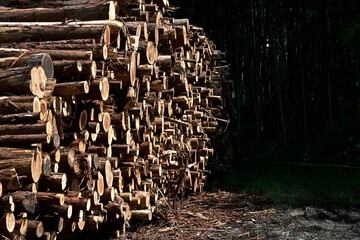 積み重なる丸太