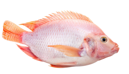 Fresh pink tilapia, whole fish, profile view