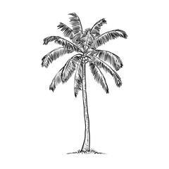 Obraz premium coconut tree vector hand drawn illustration