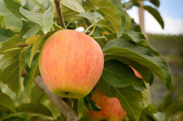 A ripening apple on a branch with leaves