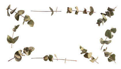Dried eucalyptus sprigs arranged in a rectangle frame against a black background