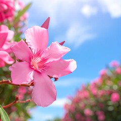 Pink flower blooming under a sunny blue sky