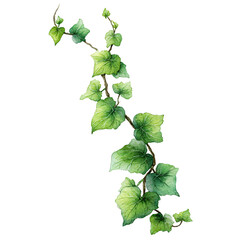 Watercolor ivy branch isolated, showcasing detailed leaves and stem on transparent background