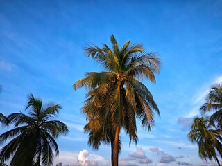 coconut tree in nice beautiful blue sky background HD