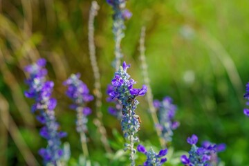 光を浴びて輝く満開のボッグセージの花