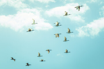 Flying Birds