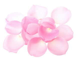Delicate, light pink rose petals arranged in a cluster