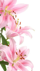 Close-up of three delicate pink lilies.  Soft petals, highlighted stamens.  Vertical image