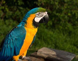 Fototapeta premium Portrait of a colorful macaw parrot with blue and yellow plumage
