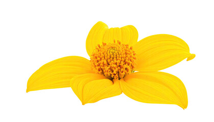 Close-up of a bright yellow flower, isolated against a black background. 