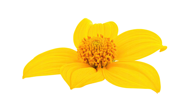 Close-up of a bright yellow flower, isolated against a black background. 