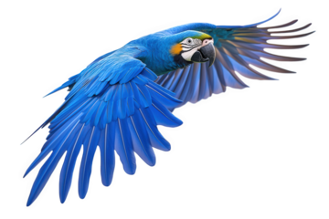 A majestic blue and gold macaw in flight, its wings spread wide, showcasing its vibrant plumage isolated on transparent background, a symbol of exotic beauty