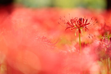 赤い彼岸花