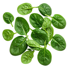 Fresh spinach leaves, clustered, vibrant green