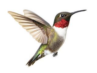 Obraz premium A rubythroated hummingbird in midflight, showcasing its iridescent red throat and green body, wings spread wide, isolated on transparent background