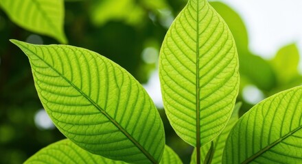 Fototapeta premium Close-up of vibrant green leaves (3)